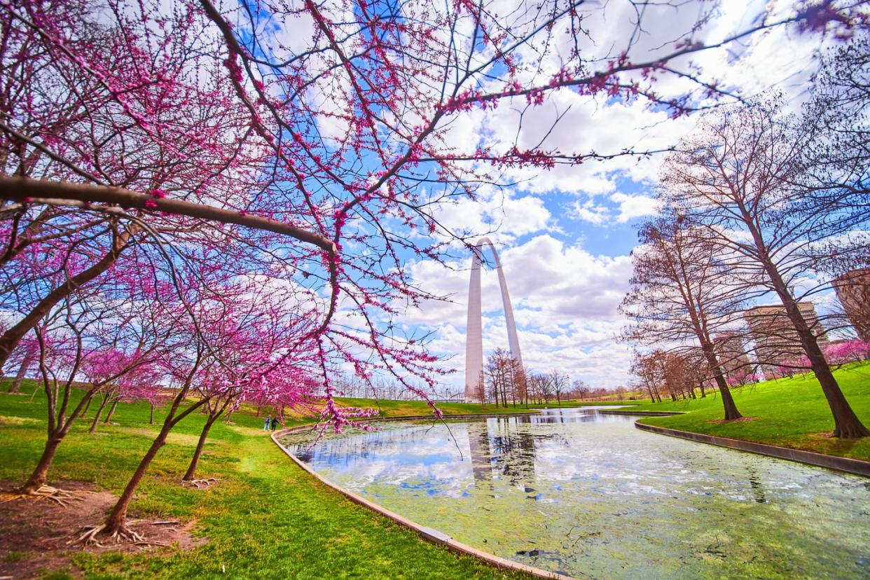 pond with algae surrounded by cherry tree with gateway arch of st louis in distance