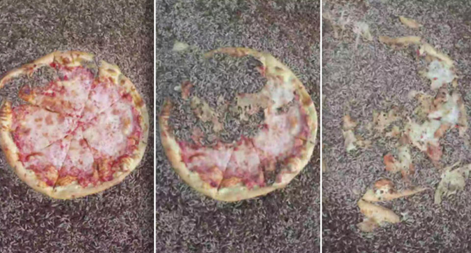 The maggots demolished the entire pizza in two hours. Source: Royal Society Publishing