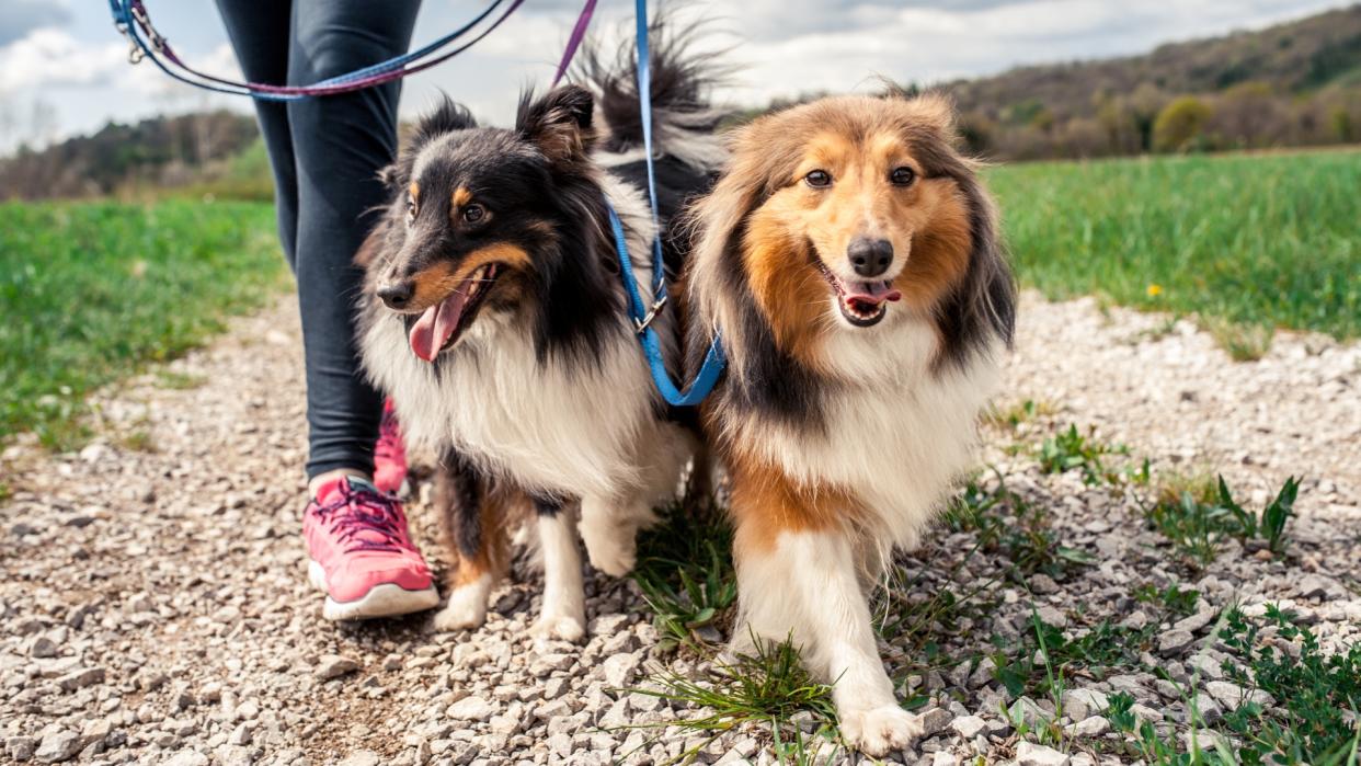  Two Shetland Sheepdogs being taken for a walk in the country. 