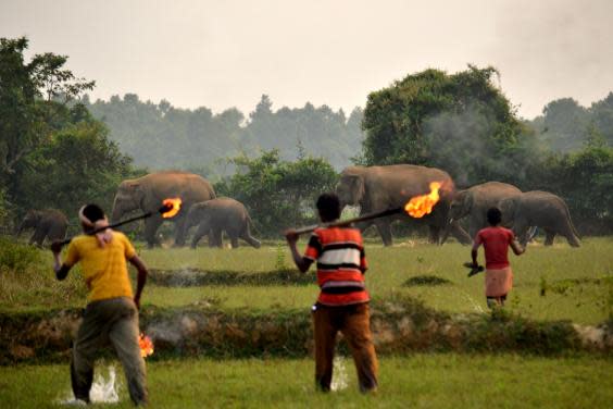 A group of men warn elephants off farmland with flaming torches (Caters News)