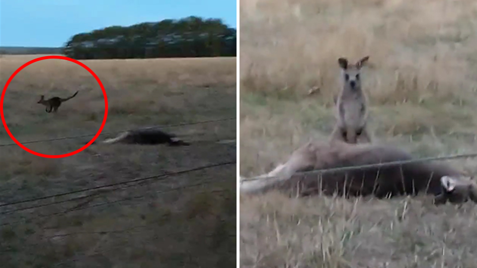 Split screen. Left - a red circle highlights the distant figure of a hopping joey. It's mother lies dead in the foreground. Right - close up of joey behind dead mother. 