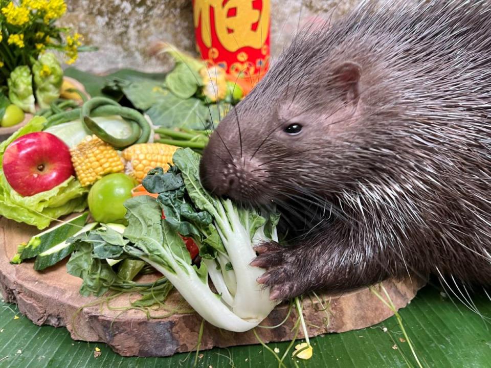 去年才出生的冠豪豬小芋頭生平第一次享用年菜大餐。（圖：壽山動物園提供）