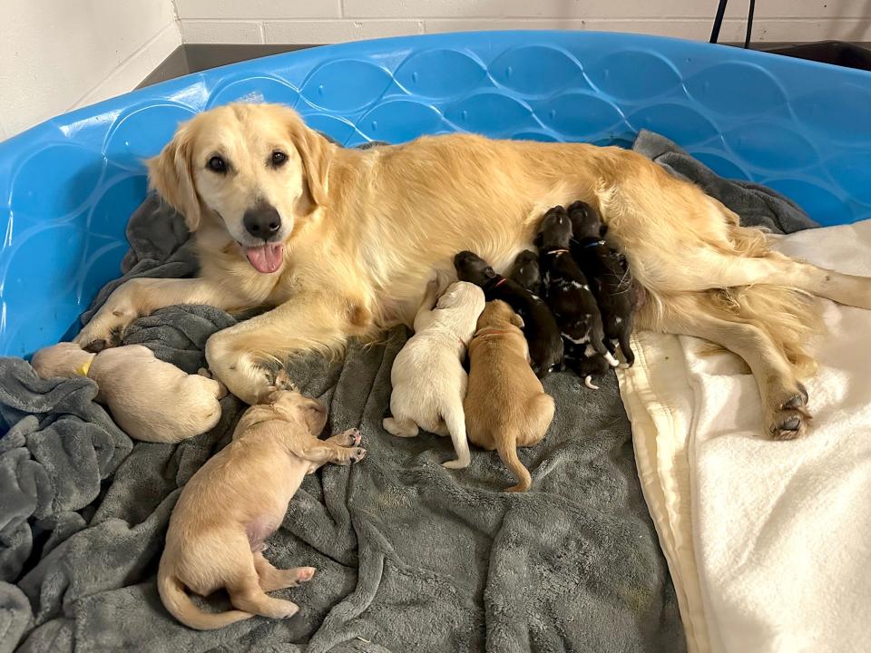 Kassy, a golden retriever, helped nurture the African painted dog pups along with her own.