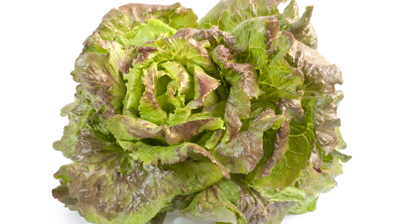 Batavia lettuce with red-tinged edges