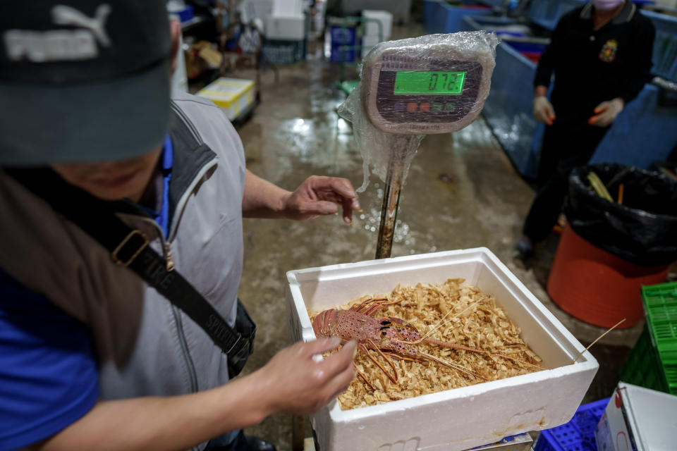 台灣的進口商正在整理分裝合法進口自澳洲的活龍蝦，準備出貨給消費者。（攝影／黃世澤）