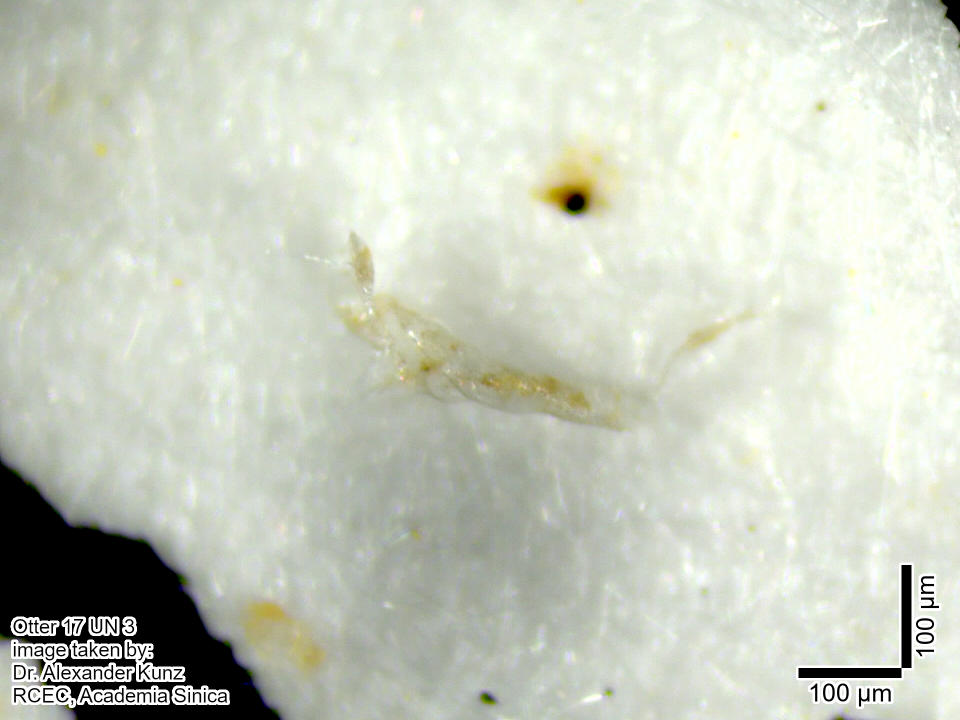 歐亞水獺排遺樣本，在立體顯微鏡下可見微塑膠。