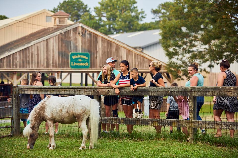 EAST FALMOUTH - 07/20/21 -- A miniature horse welcomes visitors at the East Gate of the Barnstable County Fair Tuesday night.