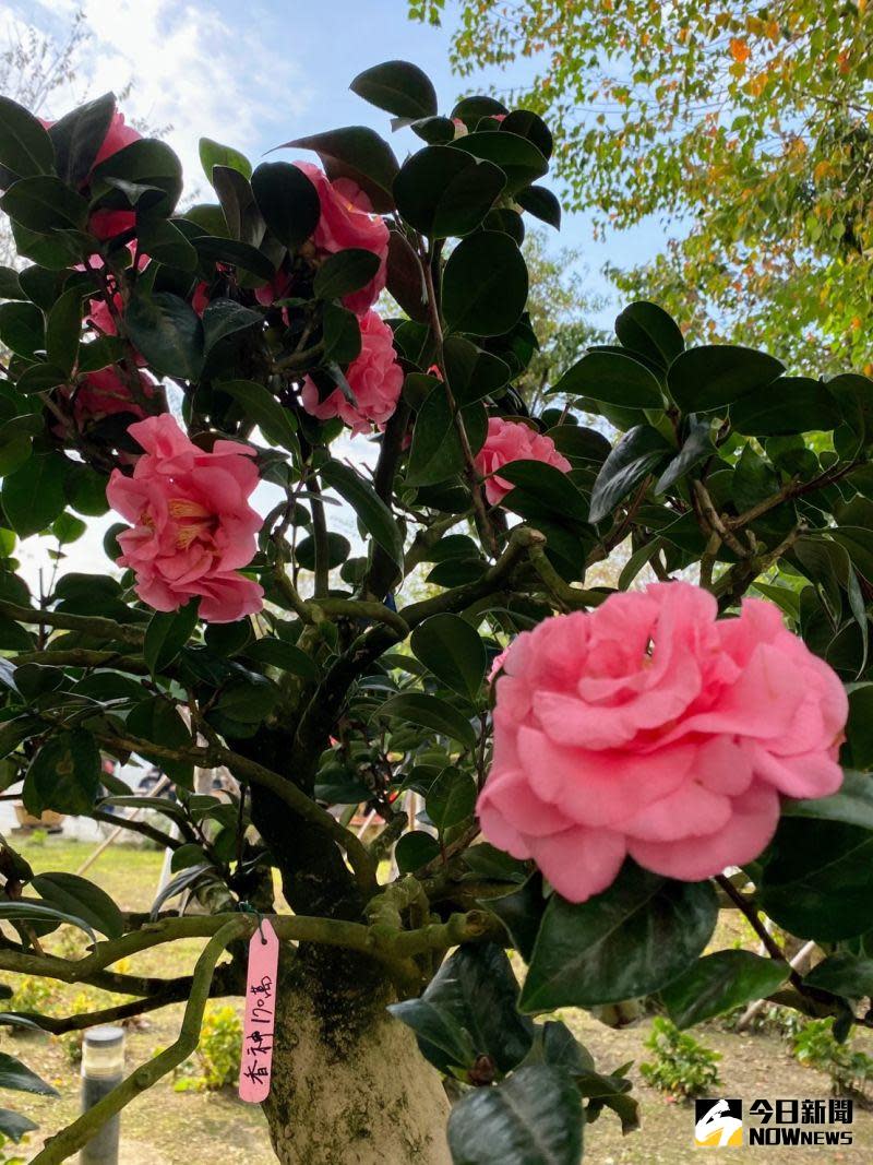 ▲花開宛如牡丹，馨香如苿莉，樹形最美的「香神茶花」，香花無色，色花無香，香神茶花兩者皆俱，是少見原生品種。（圖／記者金武鳳攝，2022.1.13)