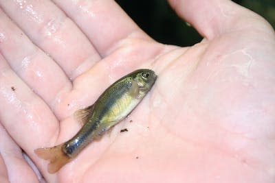 Wastewater chemicals are toxic to fathead minnows, an important prey species in the oilsands region. <a href="https://commons.wikimedia.org/wiki/File:Fathead_Minnow_(8741579480).jpg" rel="nofollow noopener" target="_blank" data-ylk="slk:(NOAA Great Lakes Environmental Research Laboratory);elm:context_link;itc:0;sec:content-canvas" class="link ">(NOAA Great Lakes Environmental Research Laboratory)</a>, <a href="http://creativecommons.org/licenses/by-sa/4.0/" rel="nofollow noopener" target="_blank" data-ylk="slk:CC BY-SA;elm:context_link;itc:0;sec:content-canvas" class="link ">CC BY-SA</a>