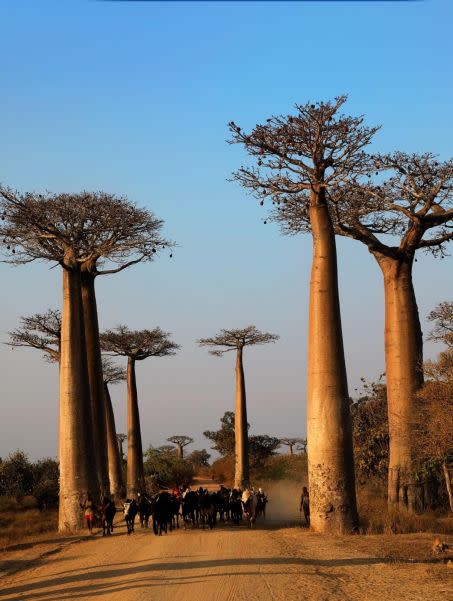 Avenue of Baobabs in Morondava, Madagascar