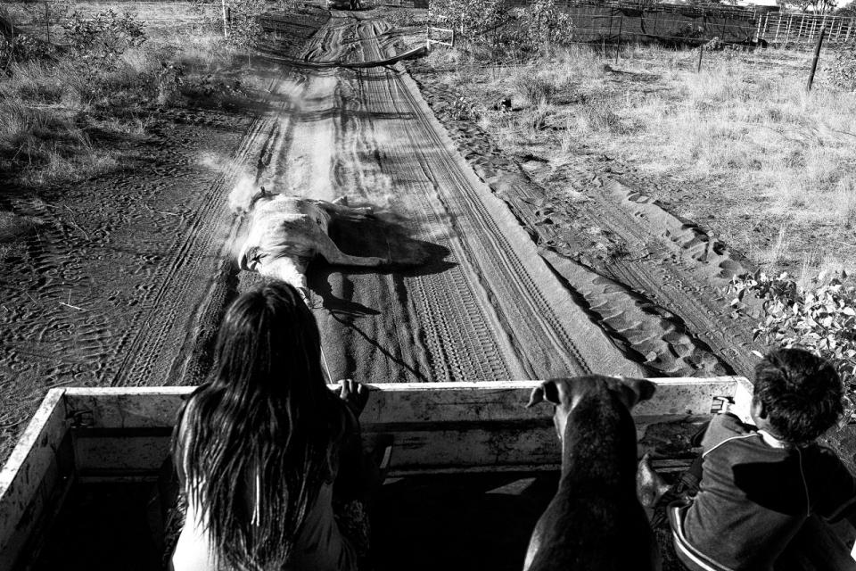 Life on an aboriginal cattle station has unexpected happenings, such as when it is time to restock on fresh beef or 'killer’. This beast will be shared amongst many families. (Photograph by Ingetje Tadros/Diimex)