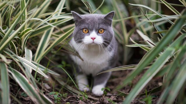 10 Cat Breeds That Make Great Indoor Companions