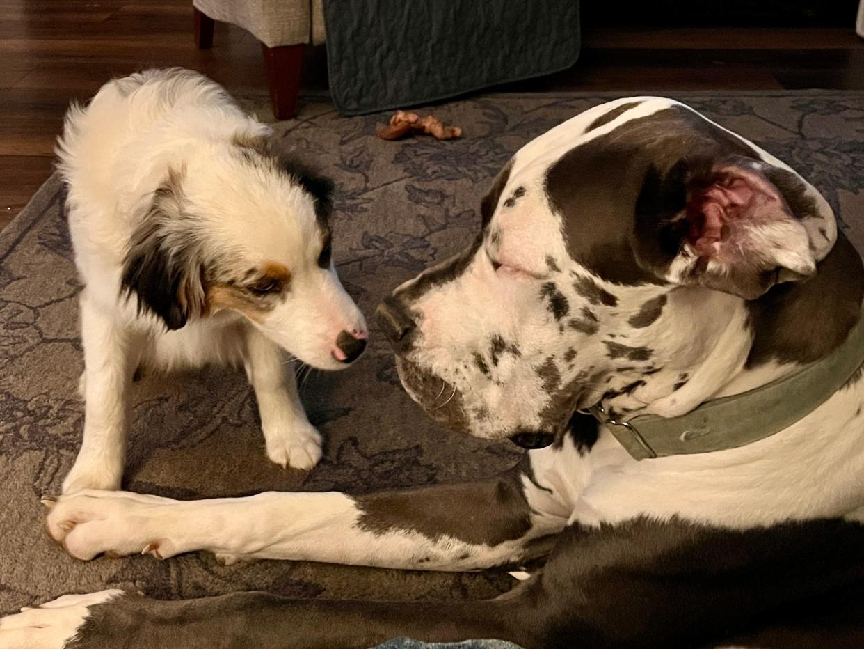 Moosh, a miniature American shepherd, and Levi, a Great Dane, both took part in Puppy Bowl XX, which aired Sunday, Feb. 11. Cassandra Harding of Fairfield adopted both.