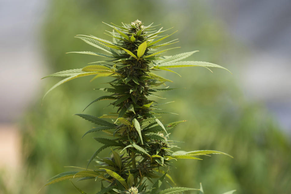 The bud of a cannabis plant stands tall at a farm in Chonburi province, eastern Thailand on June 5, 2022. Marijuana cultivation and possession in Thailand was decriminalized as of Thursday, June 9, 2022, like a dream come true for an aging generation of pot smokers who recall the kick the legendary Thai Stick variety delivered. (AP Photo/Sakchai Lalit)