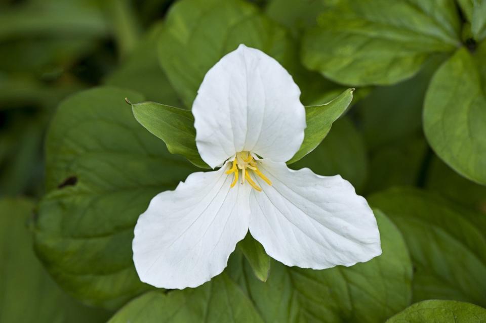 Close-up image of a single, white, spring flowering Trillium flower