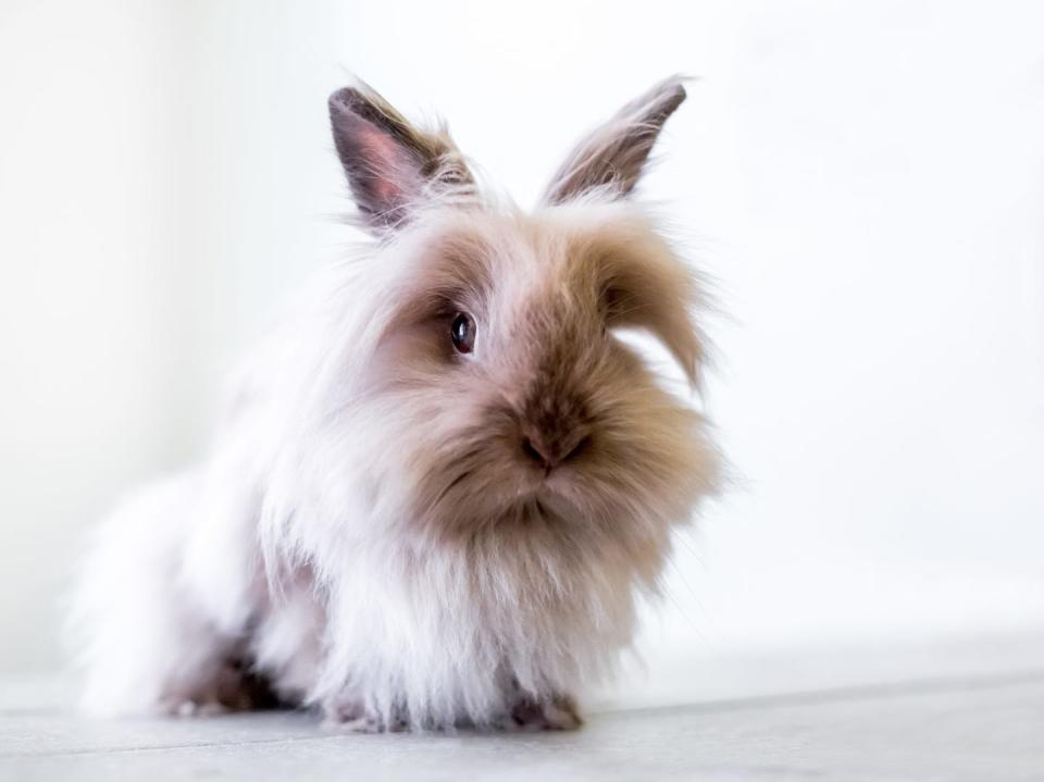 a fluffy fawn colored lionhead rabbit with very long hair over face and body sitting and looking at the camera