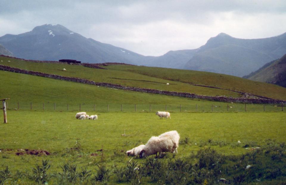 Sheep graze at the base of Ben Nevis in Scotland.