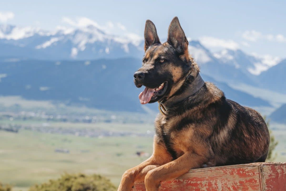 Dog-breeder Svalinn, trains its animals for two to three years in order to engineer the perfect balance between high-functioning bodyguards and affectionate pets  (Svalinn/ svalinnworkingdogs/ Instagram)