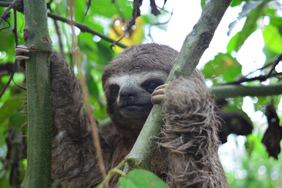 Adopt A Sloth