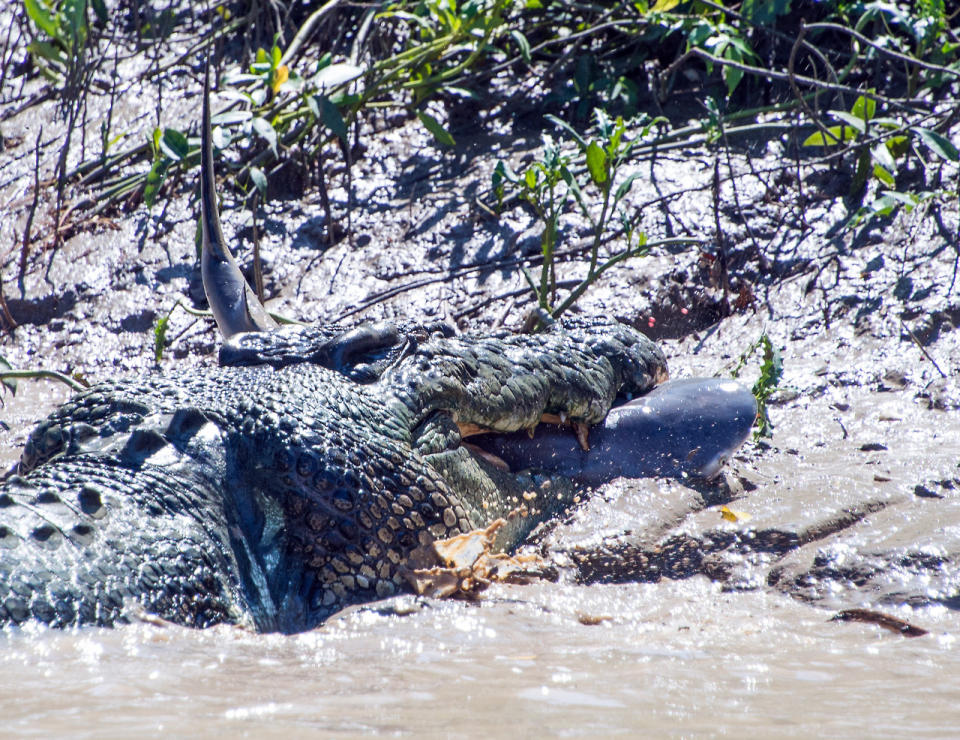 <strong>Brutus the giant crocodile attacks shark in Australia</strong> Tourists in northern Australia have been left stunned by two fierce animals going head-to-head — a massive saltwater crocodile wrestling with a bull shark in its jaws. Andrew Paice was on an hour-long wildlife cruise on the Adelaide River with his partner and seven-year-old daughter on Tuesday when they spotted something unusual on the riverbank. (AFP) <strong>Find more news related pictures in our photo galleries and follow us on Tumblr</strong>