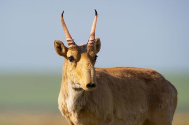 Planet Earth crew devastated as 15,000 antelope die in front of them