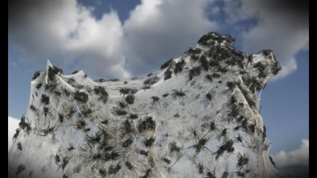 Spider apocalypse' hits Australia as clouds of cobwebs blanket landscape