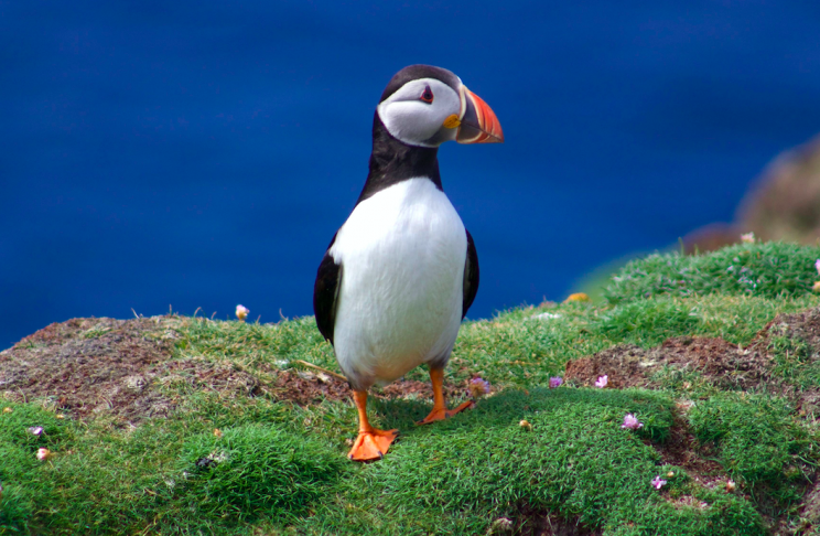 Puffin  BTO - British Trust for Ornithology