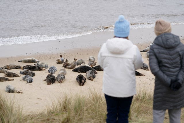 Atlantic grey seal annual moult – Norfolk