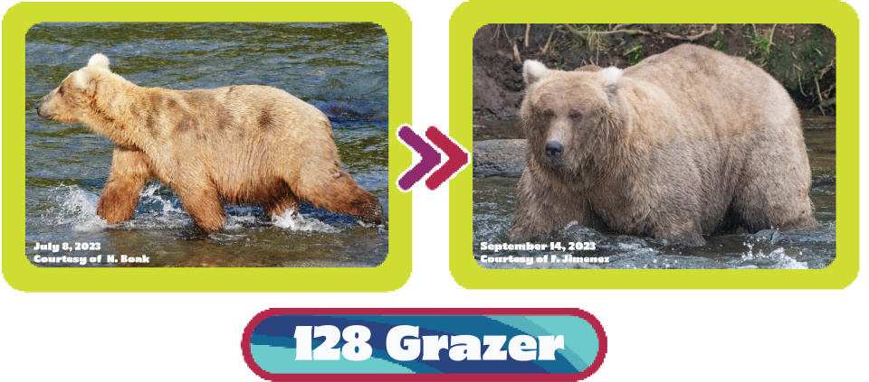 See the transformation of Bear 128 Grazer from July to September in 2023. / Credit: F. Jimenez/National Park Service