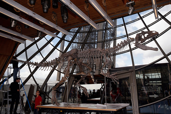 A theropod, a carnivorous dinosaur skeleton is displayed during his installation on the first floor of the Eiffel Tower prior to be sold on auction by Aguttes. This skeleton, 8.7 meters long and 2.6 meters high, discovered in the state of Wyoming, in the western United States, by a team of British paleontologists will be sold on June 4 by the auction house Aguttes, it is estimated between 1.2 and 1.8 million euros. (Photo by Chesnot/Getty Images)