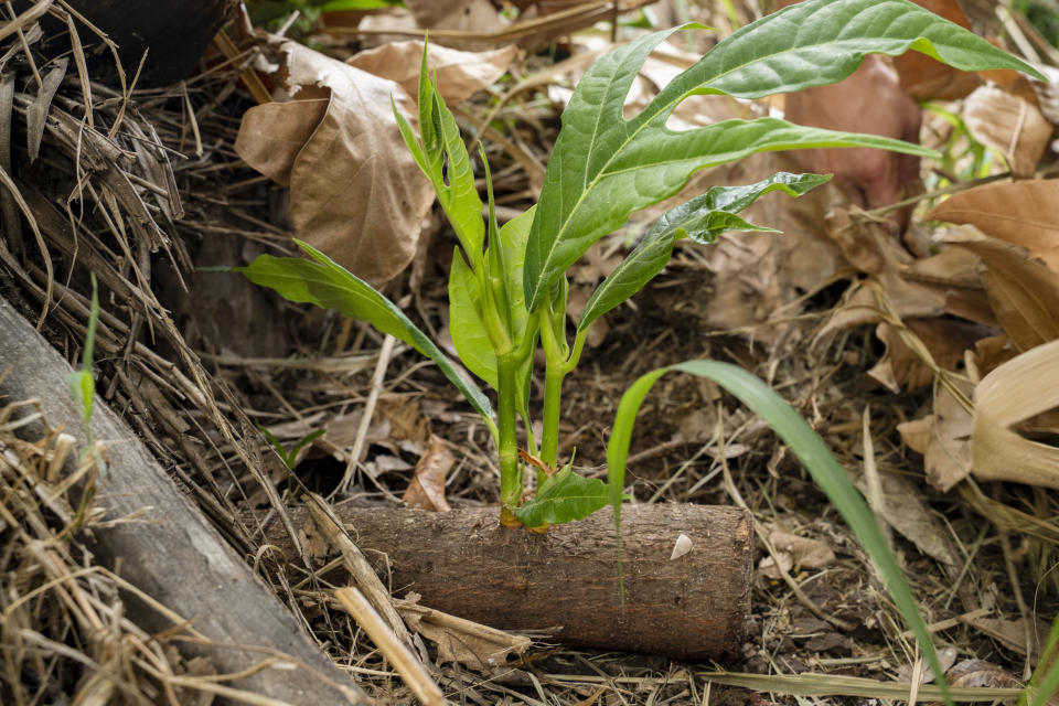 Two sprouts grow from the lateral root of a breadfruit tree at at Noho'ana Farm on Tuesday, Oct. 10, 2023, in Waikapu, Hawaii. Researchers believe breadfruit and kukui nut — now the state tree of Hawaii — were among the many edible plants Polynesian voyagers brought around 1,000 years ago. (AP Photo/Mengshin Lin)