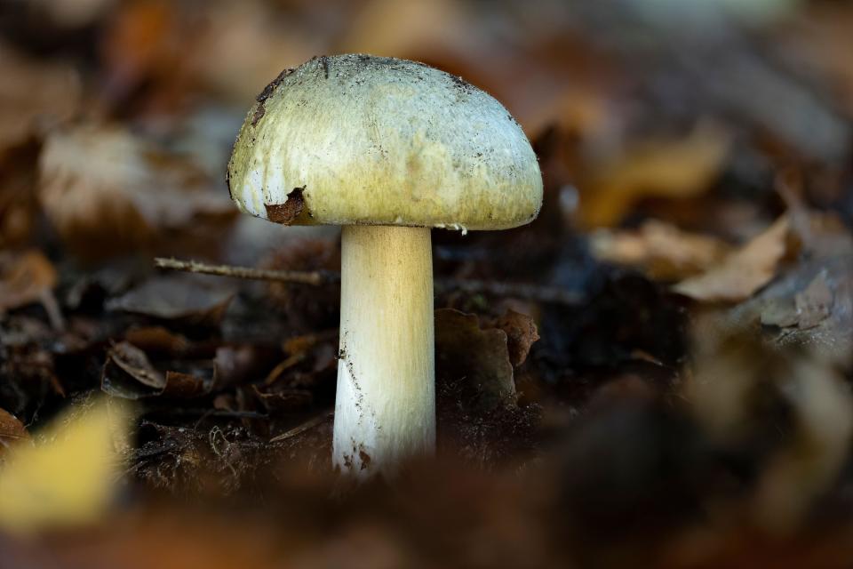 Closeup of the one of the deadliest mushrooms on earth, the death cap (Amanita phalloides).