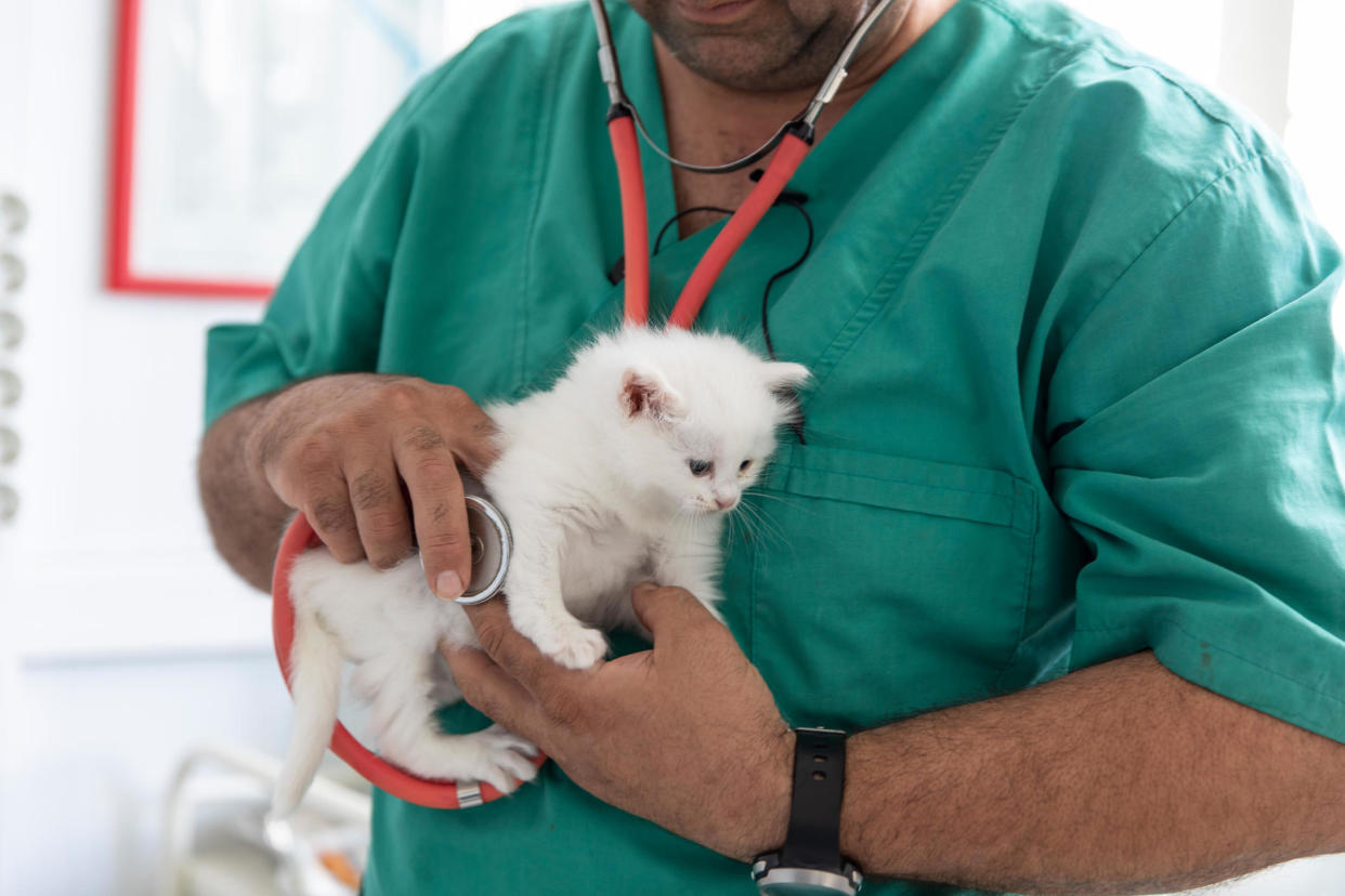 Pet insurance providers generally don't cover pre-existing medical conditions. / Credit: Getty Images