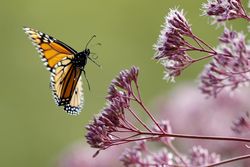 FILE - In this Aug. 28, 2019 file photo, a Monarch butterfly flies to Joe Pye weed, in Freeport, Maine. Monarch butterflies are among well known species that best illustrate insect problems and declines, according to University of Connecticut entomologist David Wagner, lead author in a special package of studies released Monday, Jan. 11, 2021, written by 56 scientists from around the globe. (AP Photo/Robert F. Bukaty)
