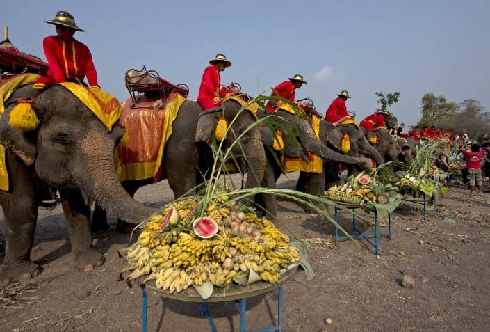 Elephants eat platters of fruit during the elephant banquet to mark "National Elephant Day" in Ayutthaya province on March 13, 2014 (AFP Photo/Pornchai Kittiwongsakul)