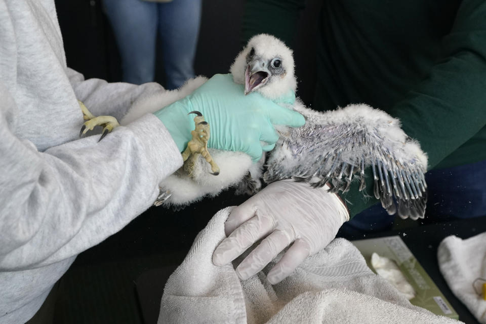 A peregrine falcon is held before being banded, Wednesday, May 24, 2023, in East Lansing, Mich. A state wildlife biologist banded four peregrine falcon chicks that live in a nest situated on the top of Spartan Stadium, home of Michigan State University's football team. (AP Photo/Carlos Osorio)