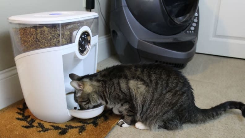 My cats have gotten used to me being home, but an automatic feeder would definitely make them feel better about my return to the office.