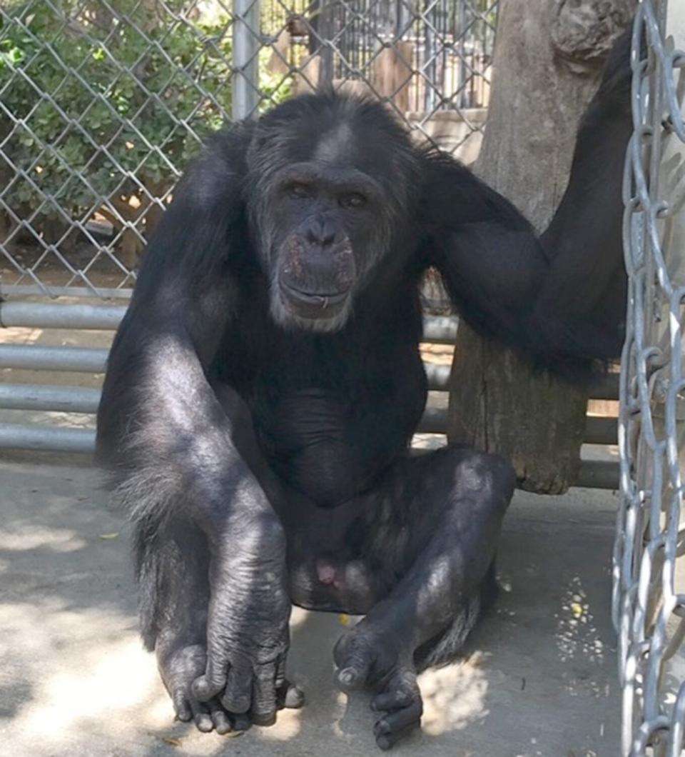 7 chimpanzees rescued from shuttered CA refuge