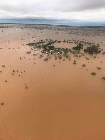 Cows are seen stranded in floodwater in Queensland, Australia February 7, 2019 in this still picture obtained from social media on February 8, 2019. COWAN DOWNS STATION/via REUTERS