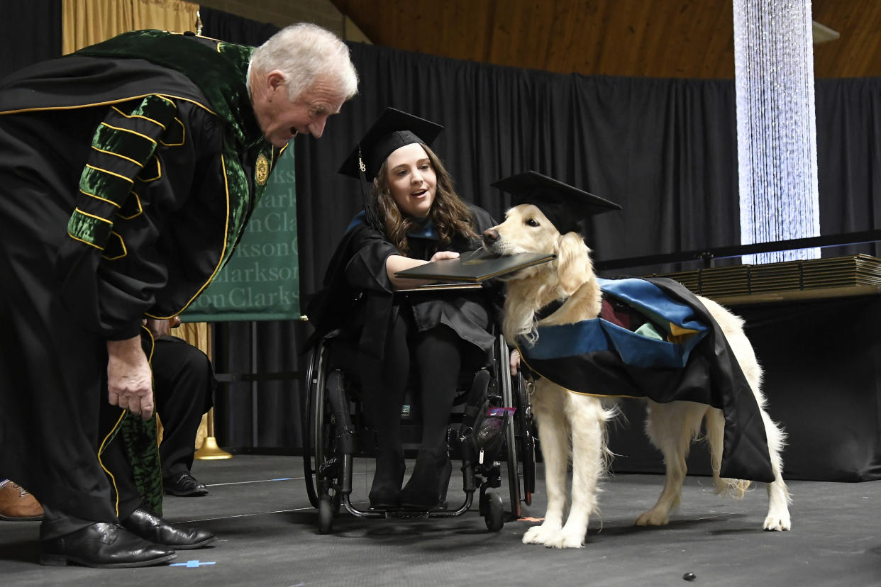 Immer hilfsbereit: Hund Griffin bekommt von dem Präsident der Clarkson Universität Tony Collins das Ehrendiplom für besondere Dienstleistungen bekommen. Foto AP Photos / Steve Jacobs