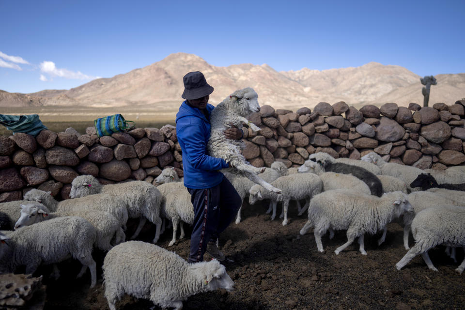 A shepherd moves his animals in Tusaquillas, Jujuy Province, Argentina, Sunday, April 23, 2023. As the world’s most powerful increasingly look toward the lithium triangle, the largest reserve of lithium on earth, as a crucial puzzle piece to save the environment, others worry the search for “white gold” will mean sacrificing that very life force that has sustained the region’s native people for centuries. (AP Photo/Rodrigo Abd)