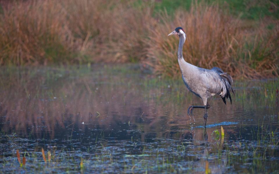 A wading crane - Getty