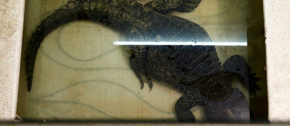 Une femelle crocodile à l'intérieur d'un aquarium dans une cave d'une maison à Étréchy près de Paris, le 15 juillet 2022.   - Credit:SAMEER AL-DOUMY / AFP