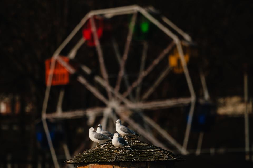 Seagulls sun themselves at the Tuscora Park Pond, Wednesday, Jan. 4 in New Philadelphia.