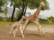 Sanyu, una cría de jirafa de Rotschild de cinco días, corre junto a su madre en el zoo de Chester (Reino Unido). (Foto: Phil Noble / Reuters).