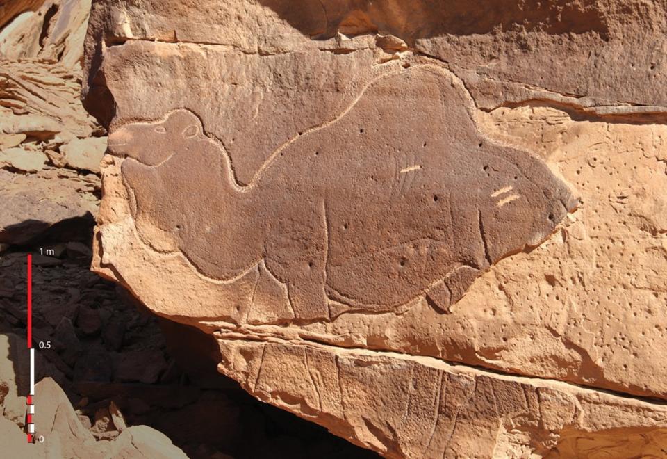 Camel relief found in Saudi Arabia. <cite>© Antiquity - CNRS/MADAJ, photo C. Poliakoff, drawing G. Charloux</cite>