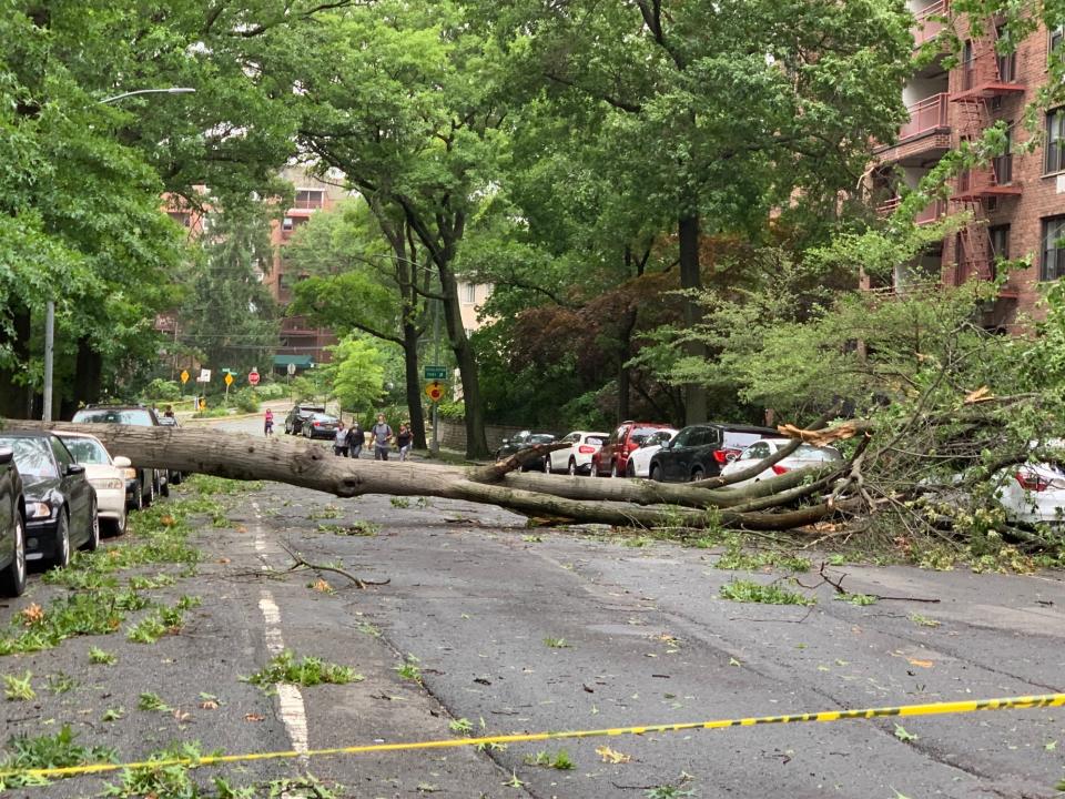 熱帶風暴將大樹颳倒，這樣的場景在紐約市和長島隨處可見。（記者曹健╱攝影）