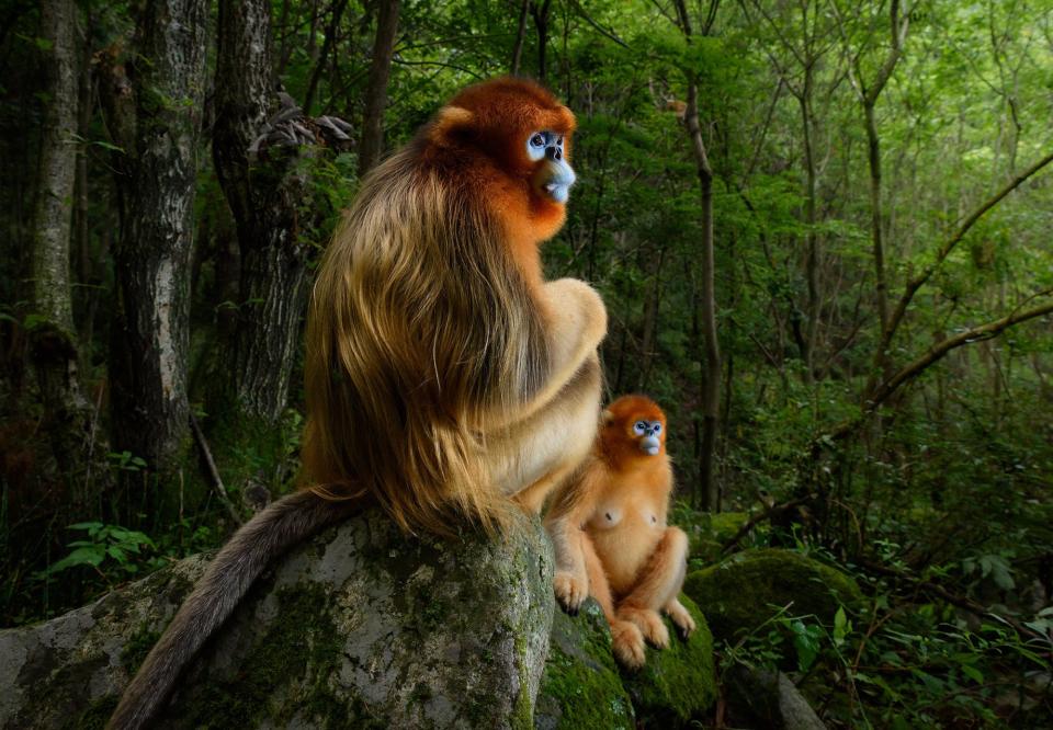 <p>A portrait of two endangered monkeys in a remote Chinese forest, shot by a Dutch photographer, has won <a rel="nofollow noopener" href="http://www.nhm.ac.uk/visit/wpy.html" target="_blank" data-ylk="slk:Wildlife Photographer of the Year;elm:context_link;itc:0;sec:content-canvas" class="link ">Wildlife Photographer of the Year</a> 2018.</p><p>Forty-five thousand photos were submitted for this year's competition which showcases wildlife photography as an art form, whilst challenging us to consider our place in the natural world and our responsibility to protect it. Marsel van Oosten's winning portrait 'The Golden Couple' was crowned <a rel="nofollow noopener" href="https://www.countryliving.com/uk/wildlife/countryside/news/a2680/black-rhino-image-wildlife-photographer-of-the-year-2017/" target="_blank" data-ylk="slk:the overall winner;elm:context_link;itc:0;sec:content-canvas" class="link ">the overall winner</a>.</p><p>Marsel spent several days in China’s Qinling Mountains following and observing a troop of 50 Qinling golden snub-nosed monkeys. This image was captured as a male monkey rested briefly on a stone seat to watch an altercation between two male leaders from other groups down in the valley. He was joined by a female from his small troop.</p><p>The light was seldom right in the forest to photograph this highly endangered species who are often on the move, so Marsel knew he had to be quick. He took the photo from an angle with light streaming through the forest canopy to show both the male’s beautiful pelage and his striking blue face.</p><p>Marsel's winning shot will be now go on display at the <a rel="nofollow noopener" href="http://www.nhm.ac.uk/visit/wpy.html" target="_blank" data-ylk="slk:Natural History Museum;elm:context_link;itc:0;sec:content-canvas" class="link ">Natural History Museum</a>, alongside the other winning entries, as part of the Wildlife Photographer of the Year 2018 exhibition. </p><p><strong>See some of the other winners below...</strong></p>