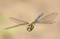 <p>Eine Libelle im Flug zwischen dem Schilf des Naturreservats in Calais in Frankreich. Die lokale Verwaltung des Gebiets, das heute über einem ehemaligen deutschen Artilleriebunker des Zweiten Weltkriegs liegt, hat dort einige Plattformen für Vogelbeobachter gebaut. Damit gelang auch dieses Foto. (Bild: Christopher Furlong/Getty Images) </p>