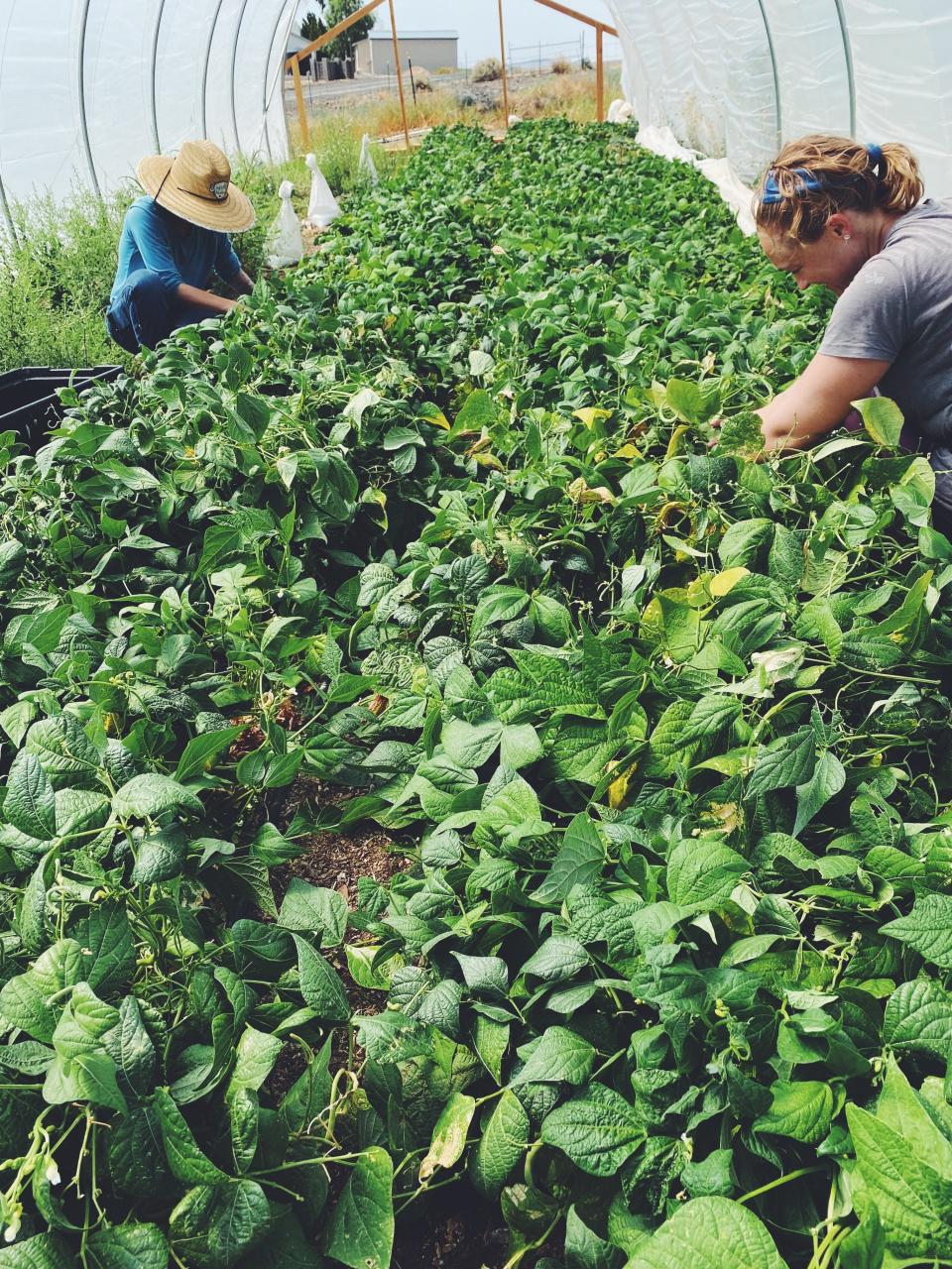 Two farm workers harvest green beans at Rosebird Farms. The small business in Kingman, owned by Andrea McAdow, grows produce on about one acre of land, and offers subscriptions to weekly food boxes to about 200 people in the area.